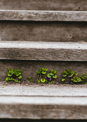 wildflowers on wooden steps rustic style, one place for text