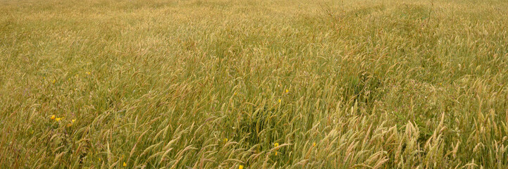 Coastal grasses and flowers on the N. California coast