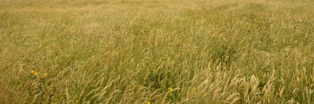 Coastal grasses and flowers on the N. California coast