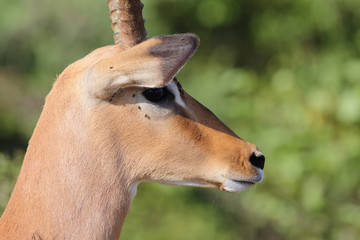 Schwarzfersenantilope / Impala / Aepyceros melampus