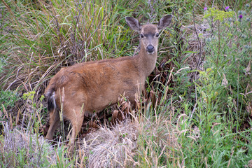 Coastal deer at Sea Ranch on the N. Caifornia Coast