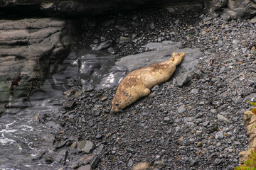 Harbor Seals in Sanctuary at Sea Ranch in N. California