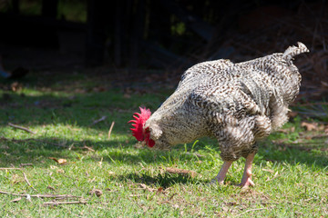 rooster called Bataraz in South America