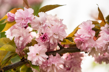 Close up of Cherry blossom tree or Sakura flower tree blossom in Herastrau park, Romania. Beautiful in bloom tree branches