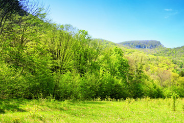 Obraz premium gren forest in mountain