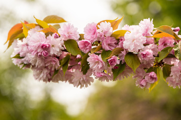 Close up of Cherry blossom tree or Sakura flower tree blossom in Herastrau park, Romania. Beautiful in bloom tree branches