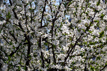 Beautiful flowering cherry trees. Background with blooming flowers in spring day