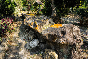 wood fossils on the center of park or garden in bogor indonesia become rock or stone - photo