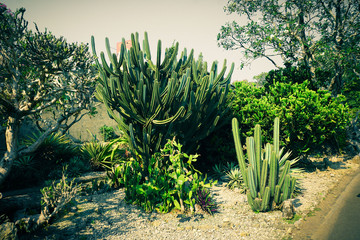 cactus garden park corner with green leaf and healthy tree - photo