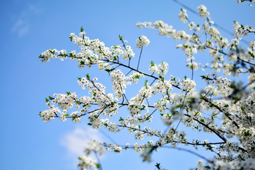 Beautiful flowering cherry trees. Background with blooming flowers in spring day