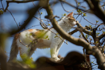 Norwegian forest cat climbing trees
