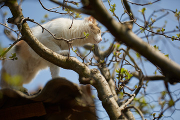 Norwegian forest cat climbing trees