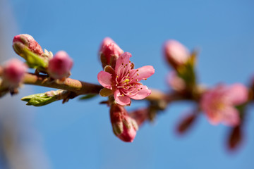Peach tree branch with pink flowers on springtime