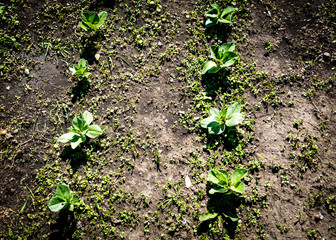 A row of gabbades start to grow in a small alloment.