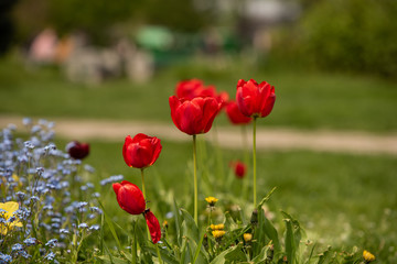 Naklejka premium Beautiful red tulips gesneriana along with a beautiful light purple bouquet. Shot in the park during daytime with natural light