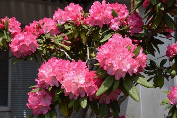 Rhododendron blossom is gorgeous and beautiful.