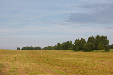 spikelets on a field against the forest in summer