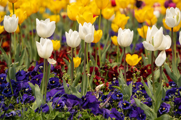 White and yellow tulips tulipa gesneriana bouquet shot in a park during daytime with natural light in high resolution. Colorful floral environment