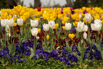 White and yellow tulips tulipa gesneriana bouquet shot in a park during daytime with natural light in high resolution. Colorful floral environment