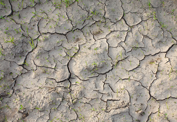 cracked land and grass