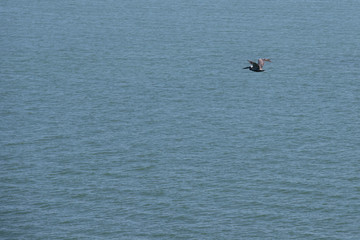 pelican sea