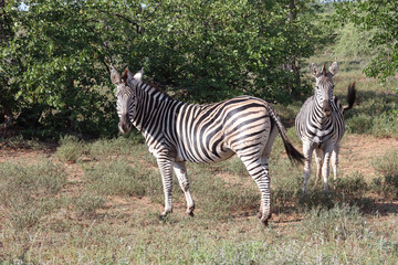 Steppenzebra / Burchell's zebra / Equus burchellii