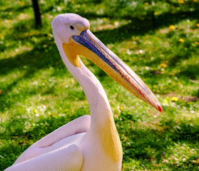 Pelikan, pelikany, pelikanowate, Pelecanidae, Pelecaniformes