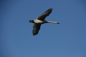 Flying Swan