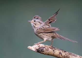 Lincoln's Sparrow