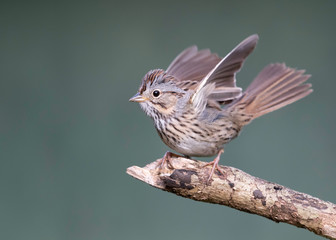 Lincoln's Sparrow