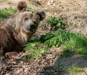 Niedzwiedz grizli © Dreamnordno