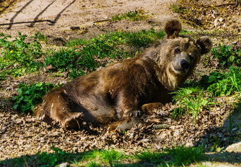 Niedzwiedz grizli © Dreamnordno