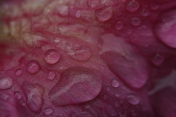 Rain drops on Peony leaf