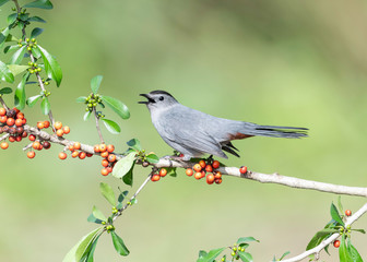 Obraz premium Gray Catbird