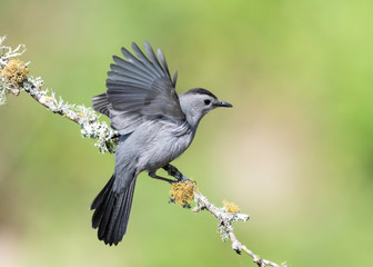 Gray Catbird