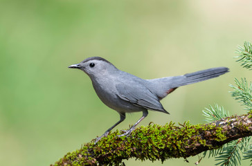 Gray Catbird