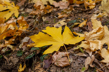 Giant Maple yellow leaves in the autumn on the ground large background copy space fall composition