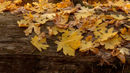 Giant Maple yellow leaves in the autumn on a log, fall copy space or background