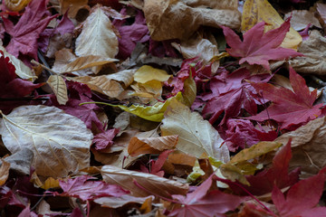 Dry leaves texture and background