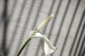 Close Up Peace Lily Flower on the Grey Background