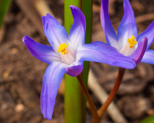 purple spring chionodoxa flowers close up on a sunny day