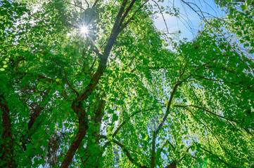 Obraz premium 日本の春 新緑