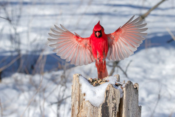 Male Northern Cardinal in flight.