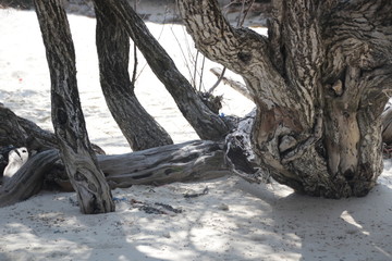 Texture of Tree Bark , Strolling on the Beach, Summer Holidays