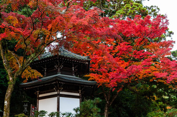 見頃を迎えた坂本の紅葉