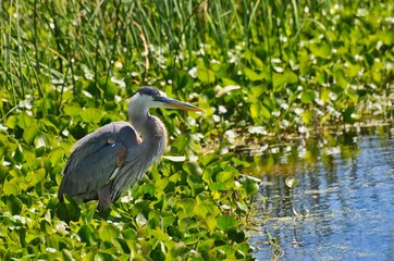 Puffy Great Blue Heron at Orlando Wetlands Florida