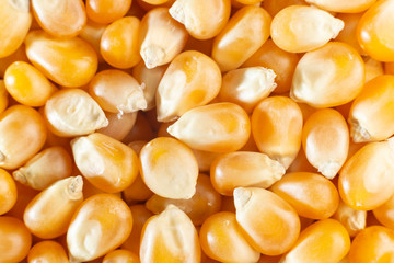 yellow corn, close-up