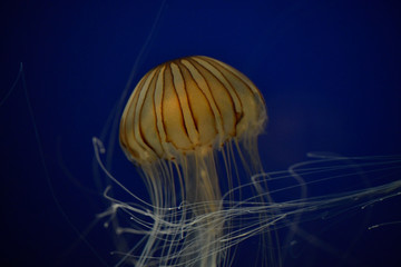 Jellyfish in Osaka aquarium