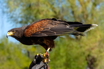Harris's hawk (Parabuteo unicinctus) formerly known as the bay-winged or dusky hawk