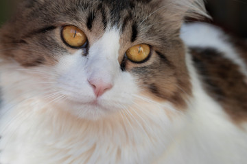 Close of a fluffy cat with yellow eyes